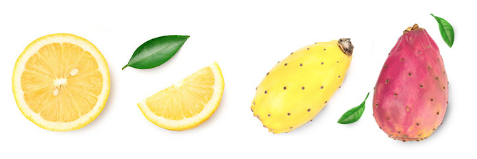 Cactus et citron, le duo aromatique juteux et ensoleillé.